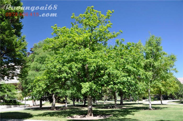 Cây gỗ sồi nhật bản